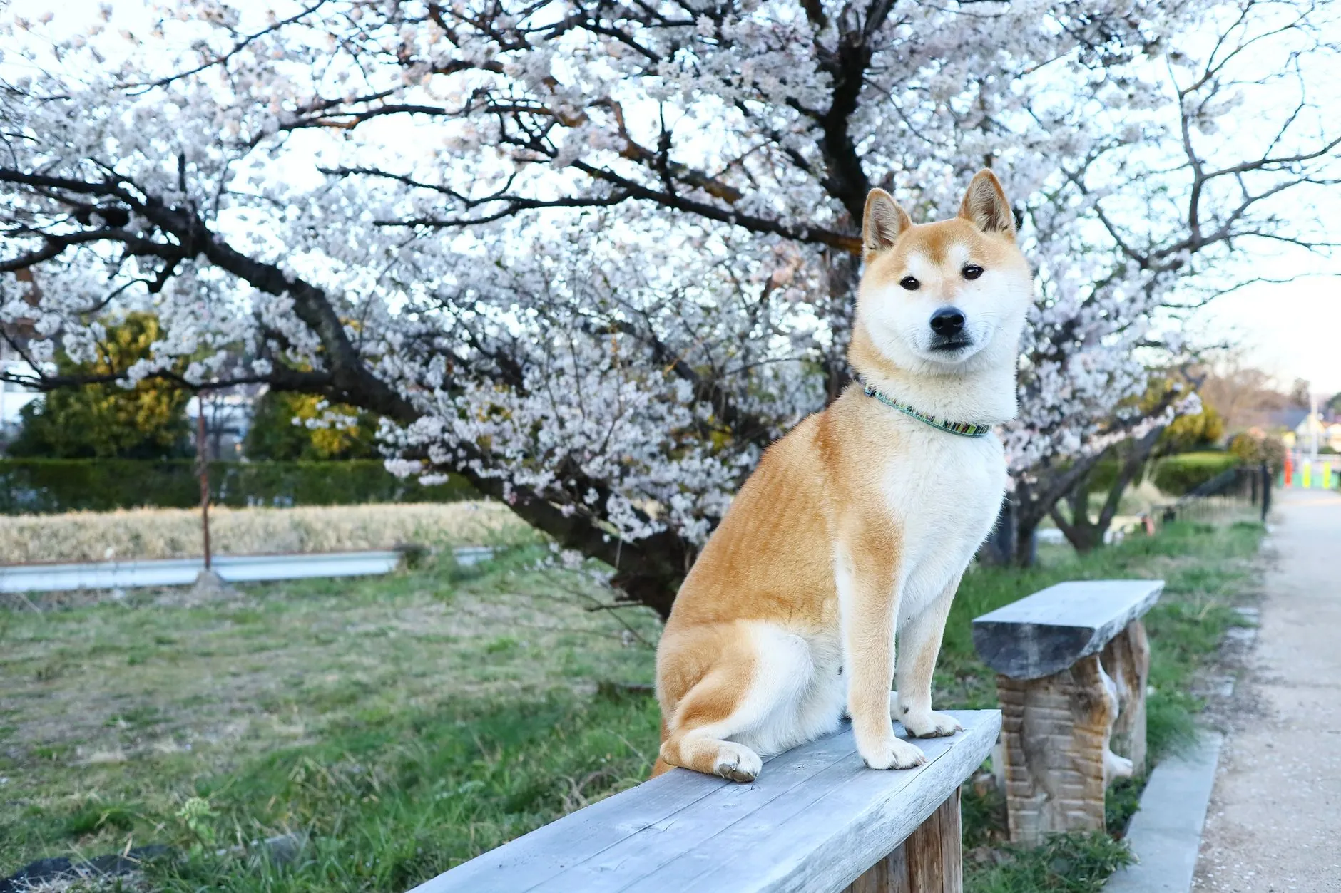 ロイヤルカナン 柴犬 成犬用