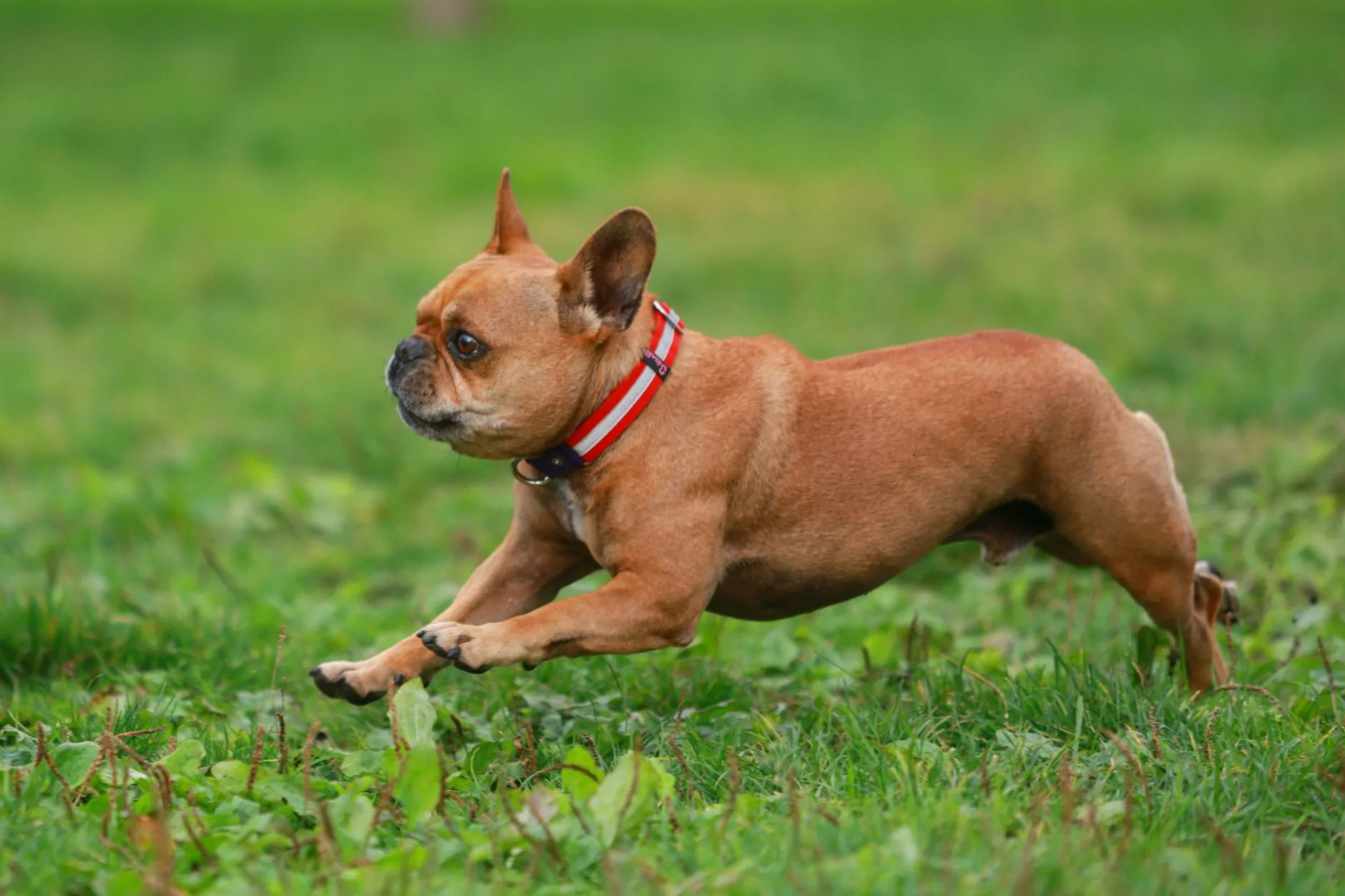 ペットシーツ 犬 トイレ
